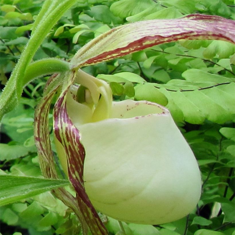 Cypripedium kentuckiense (Flowering)