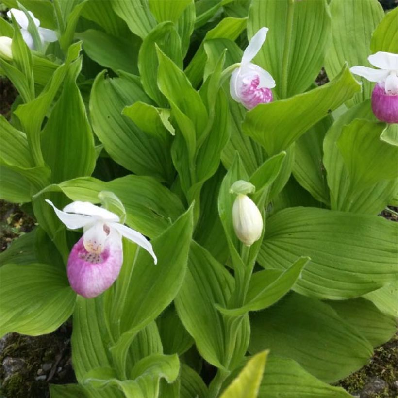 Cypripedium reginae (Foliage)