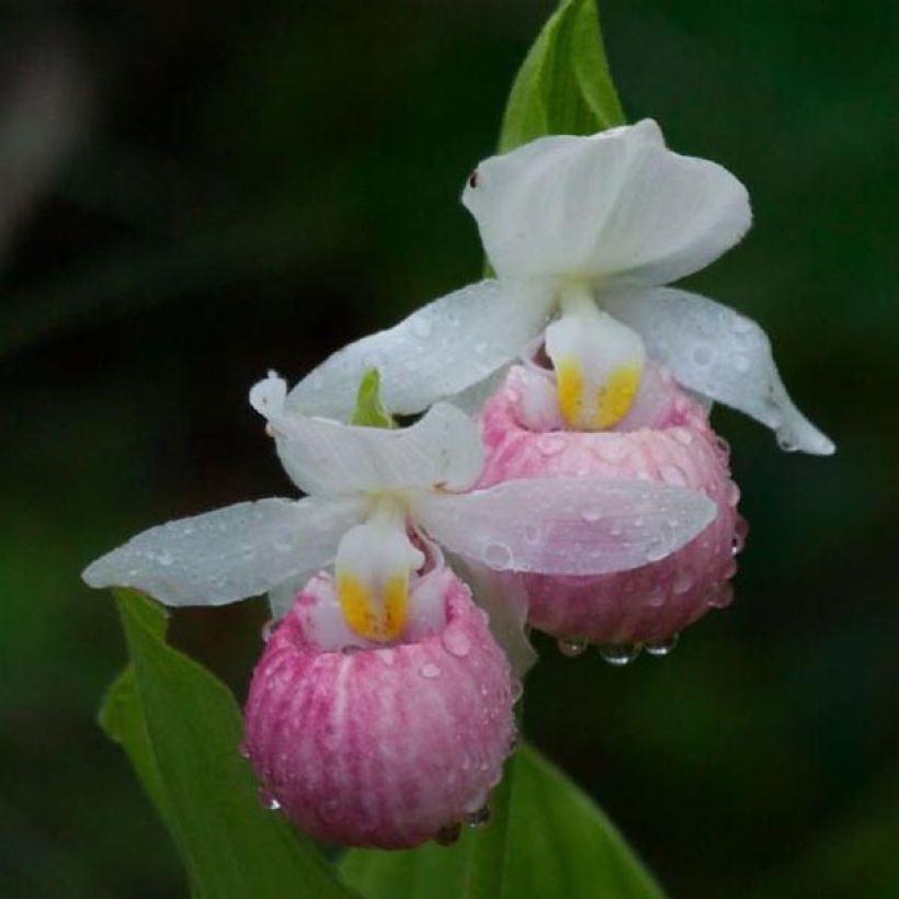 Cypripedium reginae (Flowering)