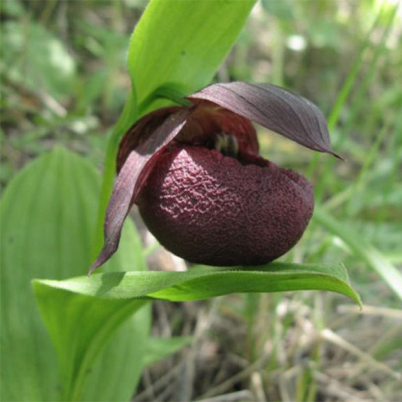 Cypripedium smithii (Flowering)