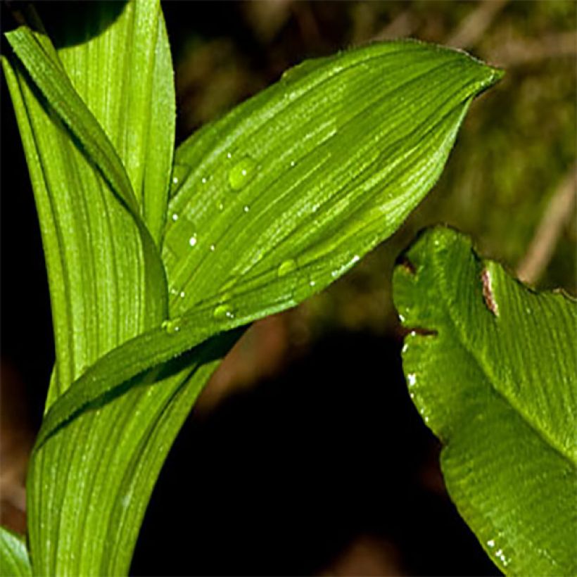 Cypripedium tibeticum (Foliage)