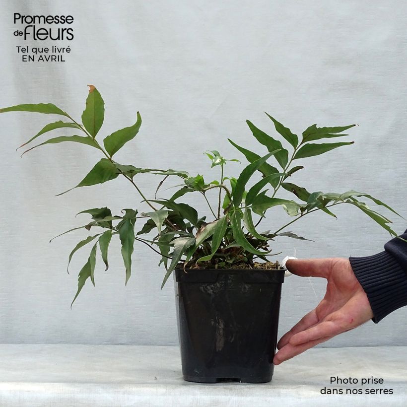 Cyrtomium devexiscapulae 2L/3L pot sample as delivered in spring