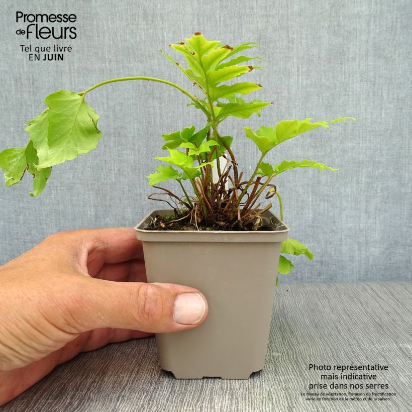 Cyrtomium falcatum 8/9 cm pot sample as delivered in summer