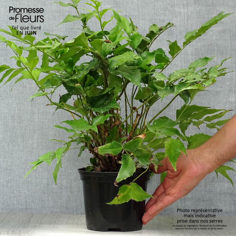 Cyrtomium falcatum 2L/3L pot sample as delivered in summer