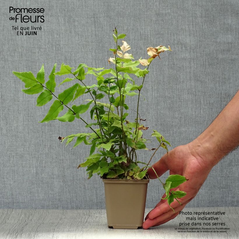 Cyrtomium fortunei - Evergreen fern 8/9 cm pot sample as delivered in summer