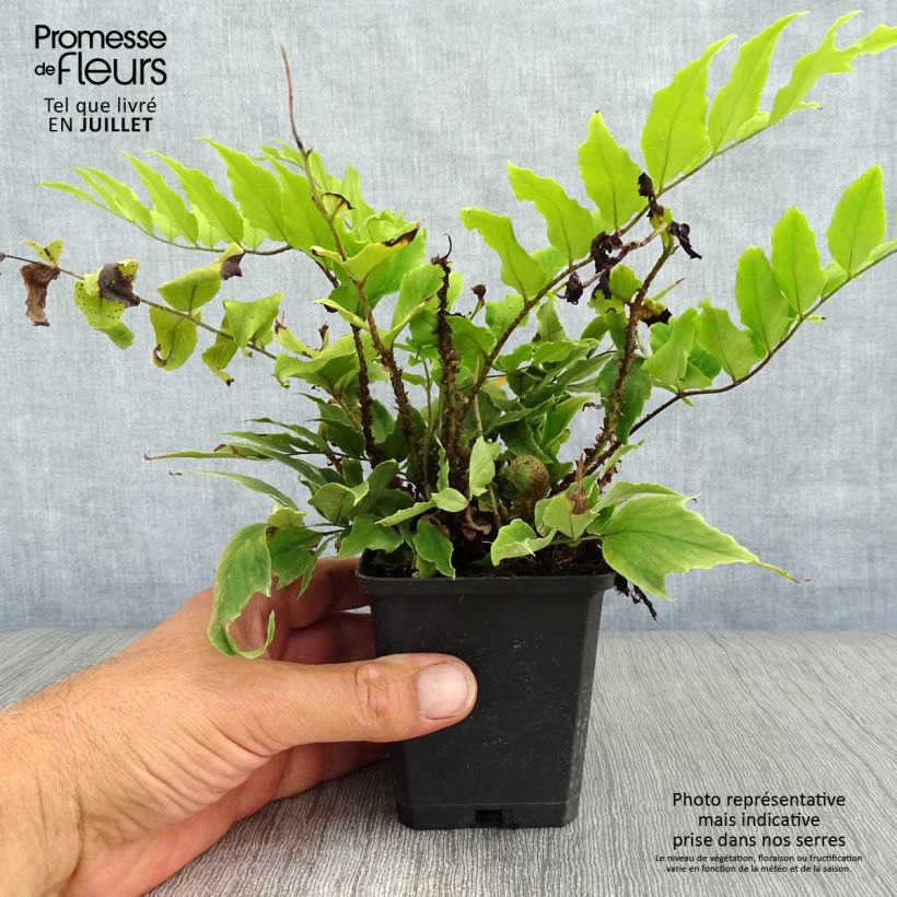 Cyrtomium fortunei var. clivicola 8/9 cm pot sample as delivered in summer