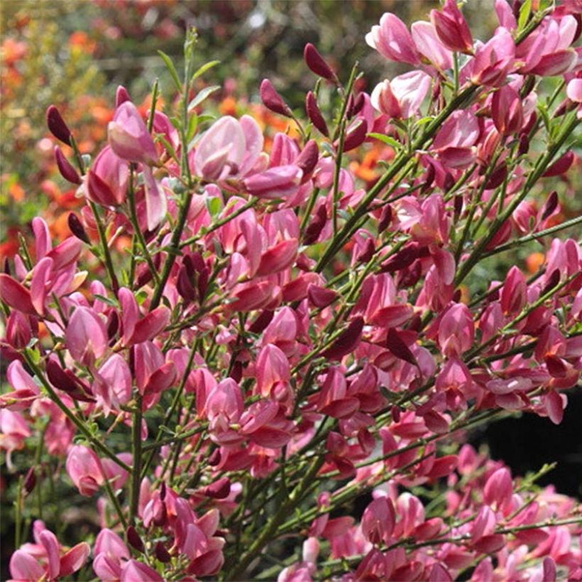 Cytisus praecox Hollandia (Flowering)