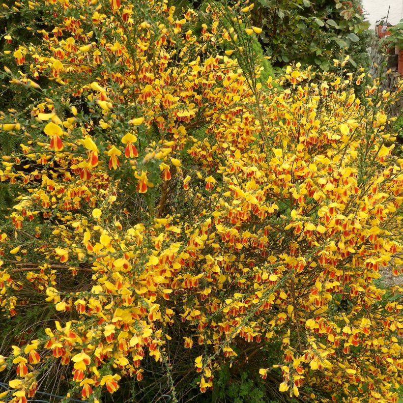 Cytisus scoparius Palette (Flowering)