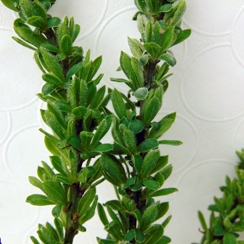 Cytisus decumbens (Foliage)