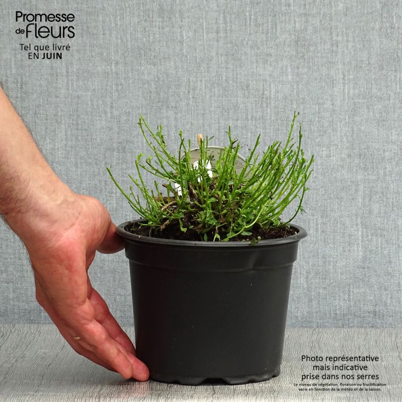 Cytisus decumbens 2L/3L pot sample as delivered in summer