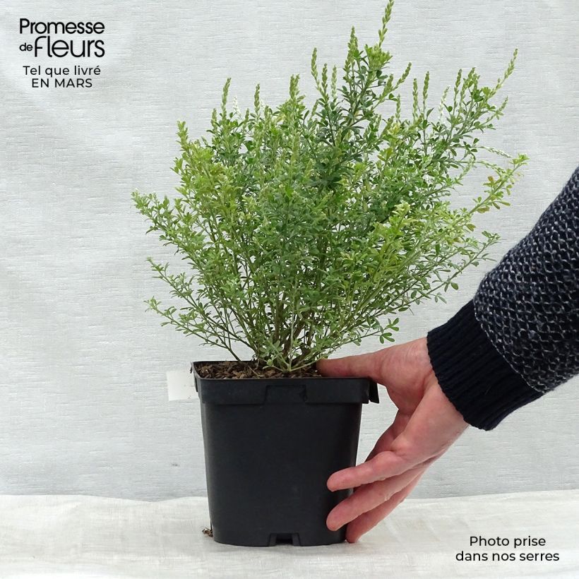 Cytisus racemosus Phebus sample as delivered in spring