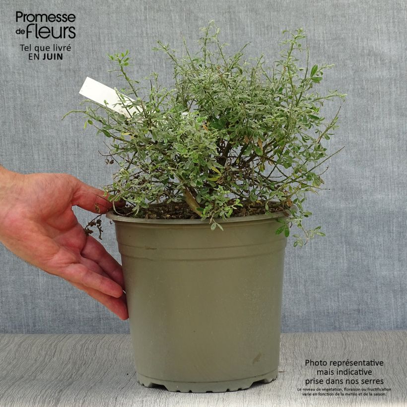 Cytisus racemosus Phebus 4L/5L pot sample as delivered in summer