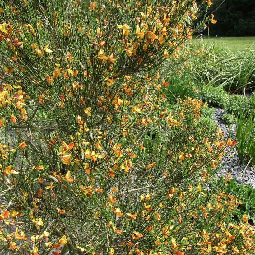 Cytisus scoparius Apricot Gem (Flowering)