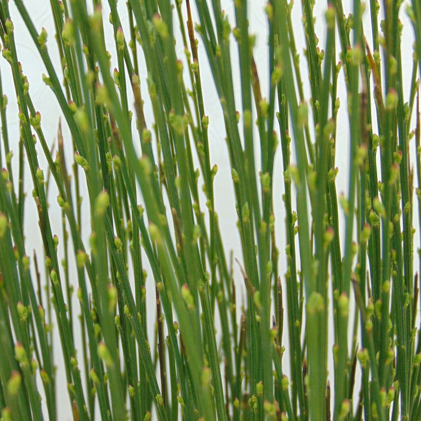 Cytisus scoparius Apricot Gem (Foliage)