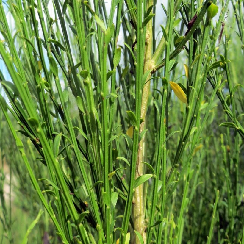 Cytisus scoparius Burkwoodii (Foliage)