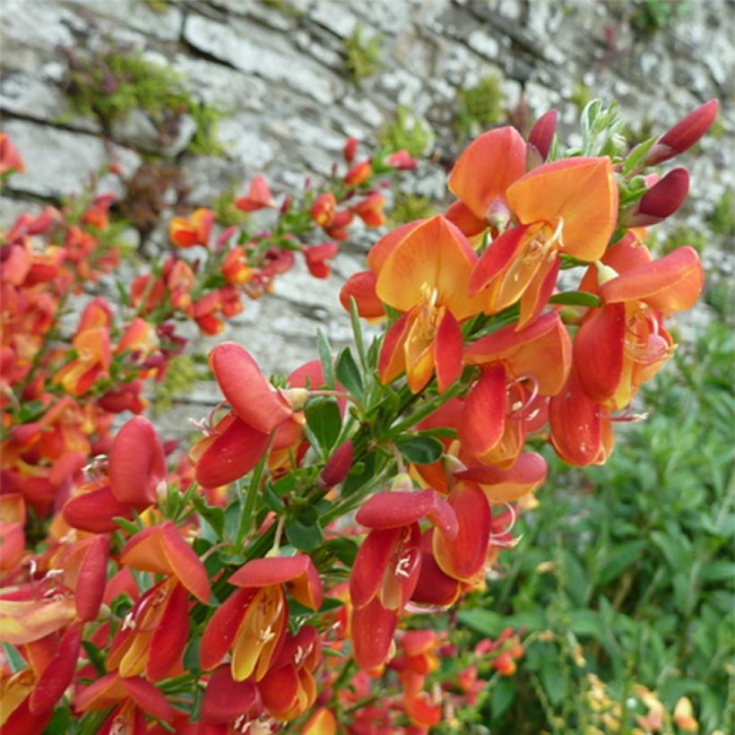 Cytisus scoparius Goldfinch (Flowering)