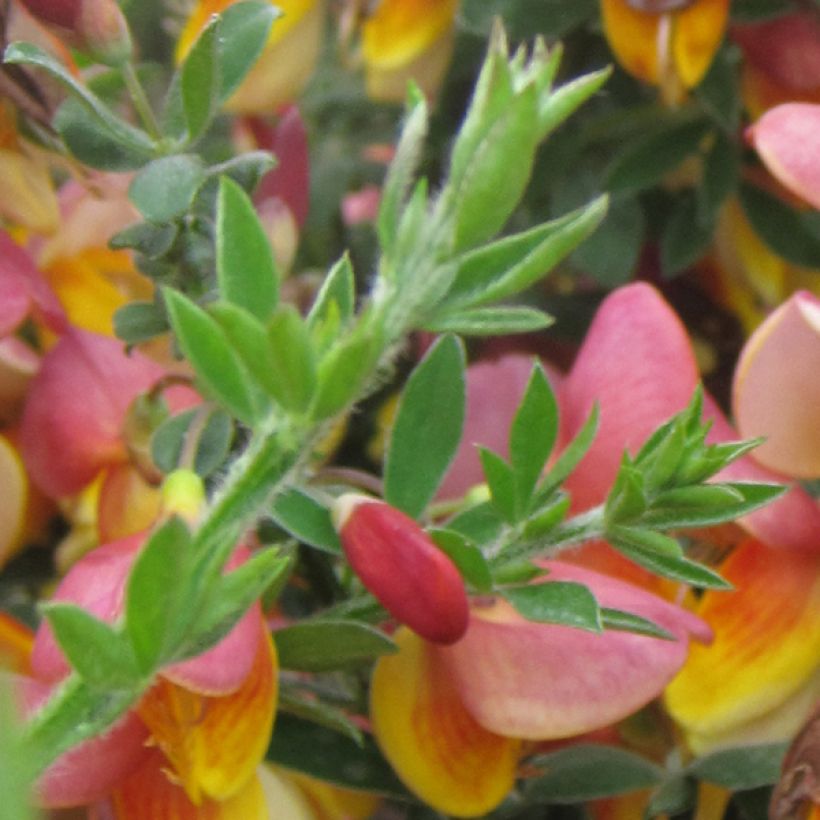 Cytisus scoparius La Coquette (Foliage)