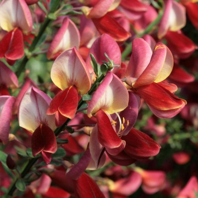 Cytisus scoparius Roter Favorit (Flowering)