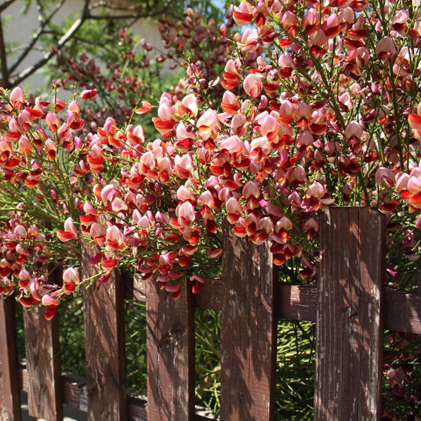 Cytisus scoparius Roter Favorit (Plant habit)