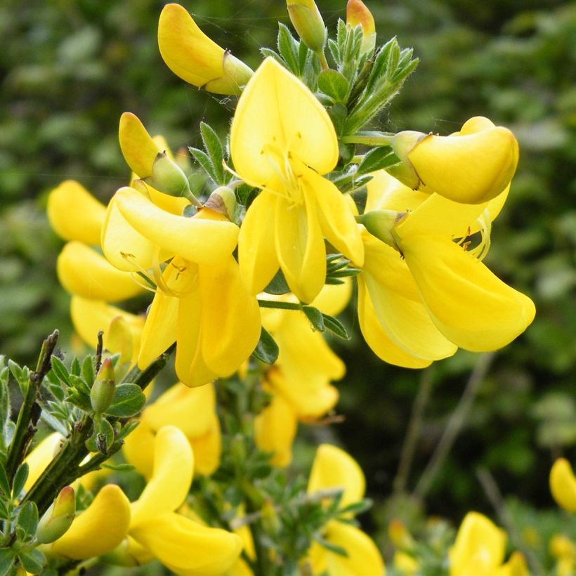 Cytisus scoparius Vanesse (Flowering)