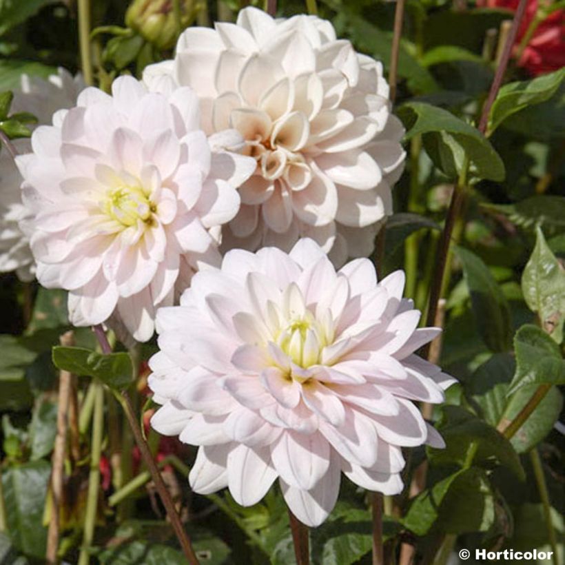 Dahlia Naples (Flowering)