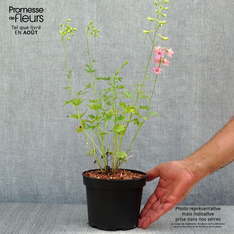 Delphinium Pink Sensation - Larkspur 2L/3L pot sample as delivered in summer