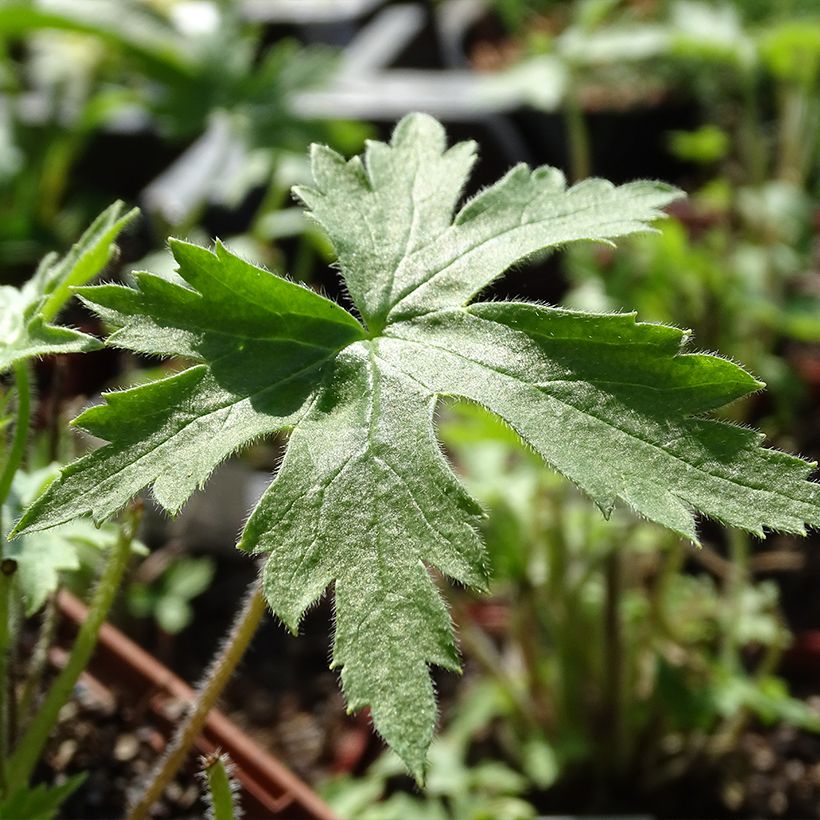 Delphinium Highlander Sweet Sensation - Larkspur (Foliage)