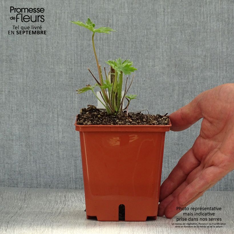 Delphinium Highlander Sweet Sensation - Larkspur 1L/1.5L pot sample as delivered in autumn
