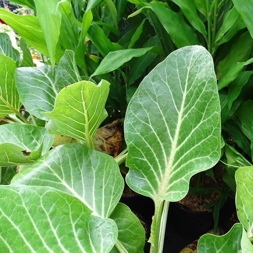 Dendroseris litoralis - Cabbage Tree (Foliage)