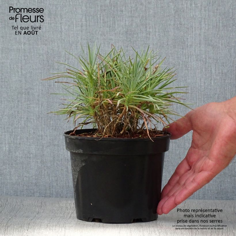 Dianthus plumarius Cranmere Pool 2L/3L pot sample as delivered in summer