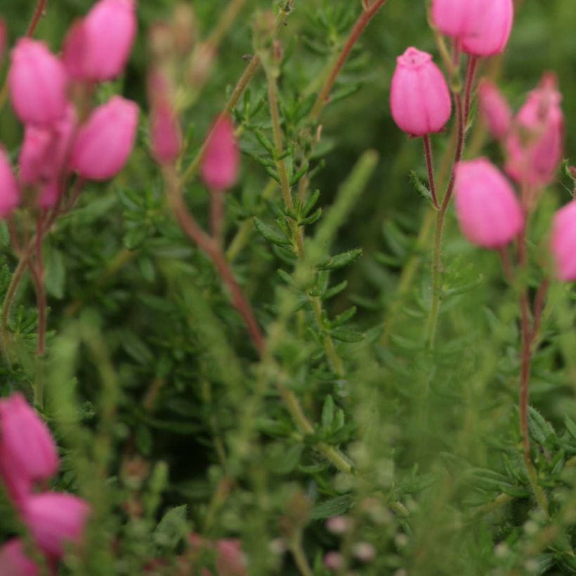 Daboecia cantabrica - Irish Heath (Foliage)