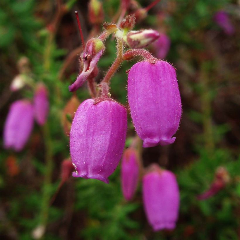 Daboecia cantabrica - Irish Heath (Flowering)
