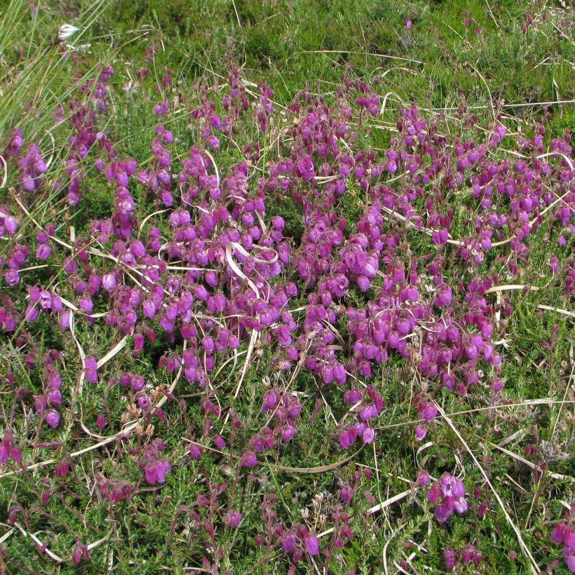 Daboecia cantabrica - Irish Heath (Plant habit)