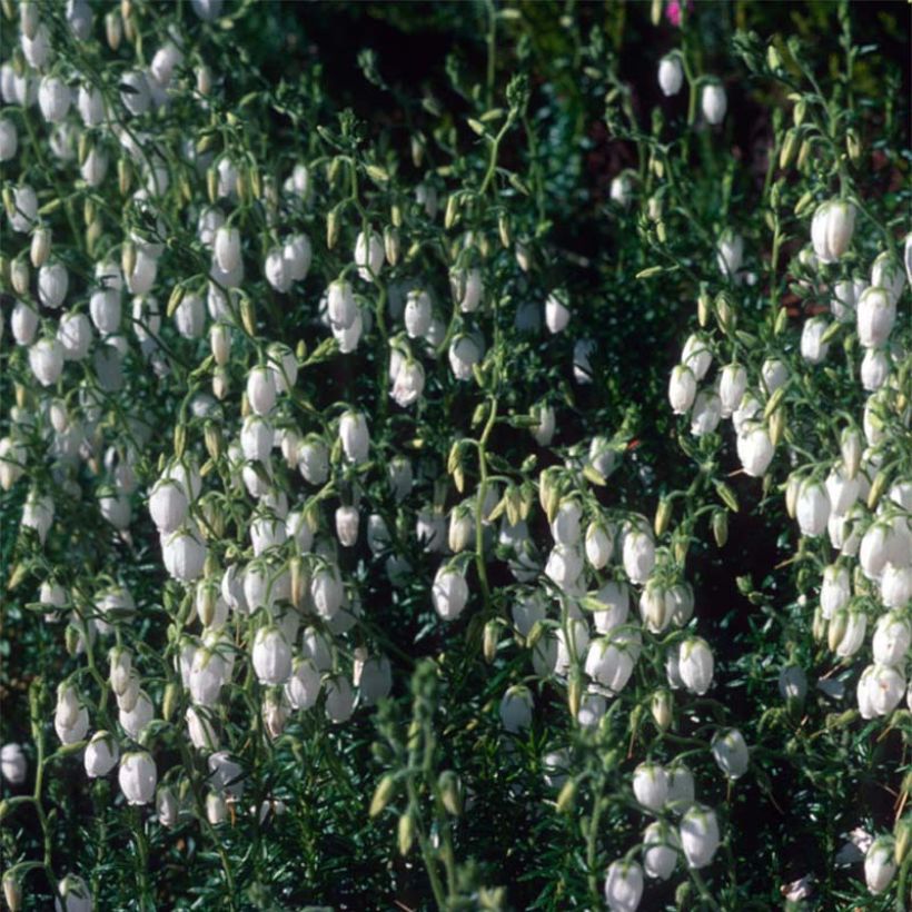 Daboecia cantabrica Alba - Irish Heath (Flowering)