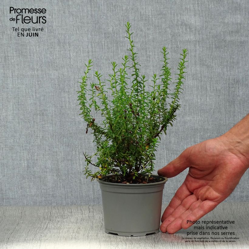 Daboecia cantabrica Alba - Irish Heath 12cm pot sample as delivered in summer