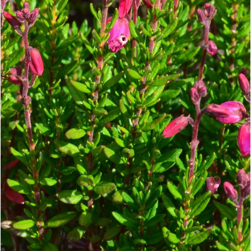 Daboecia cantabrica Waleys Red - Irish Heath (Foliage)