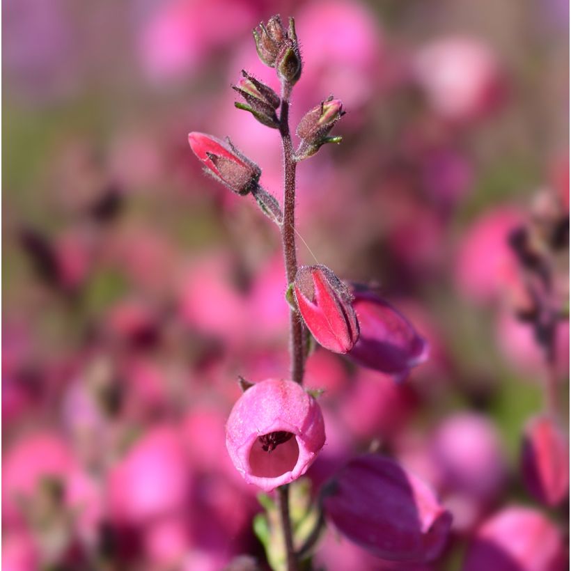 Daboecia cantabrica Waleys Red - Irish Heath (Flowering)