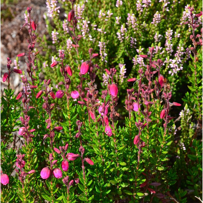 Daboecia cantabrica Waleys Red - Irish Heath (Plant habit)
