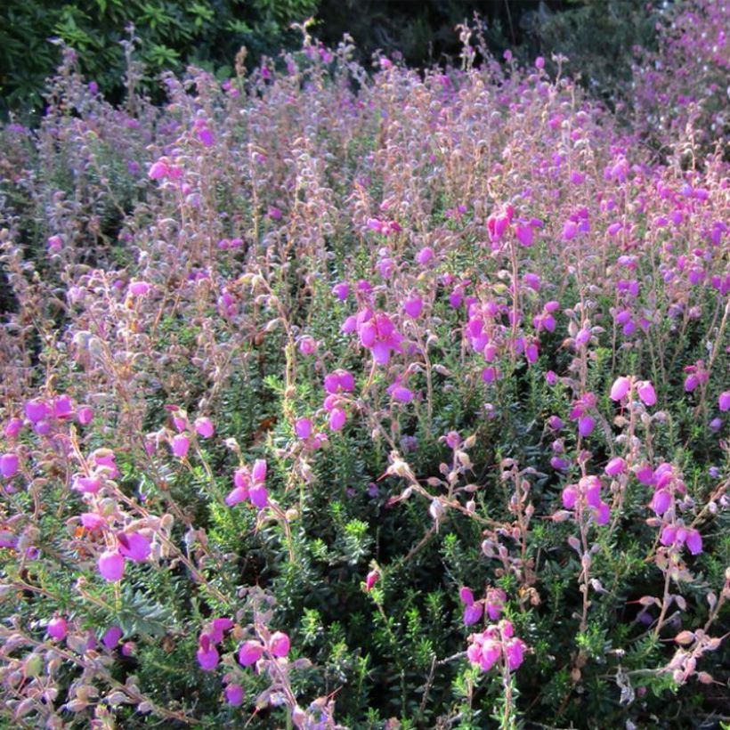 Daboecia scotica William Buchanan - Irish Heath (Plant habit)