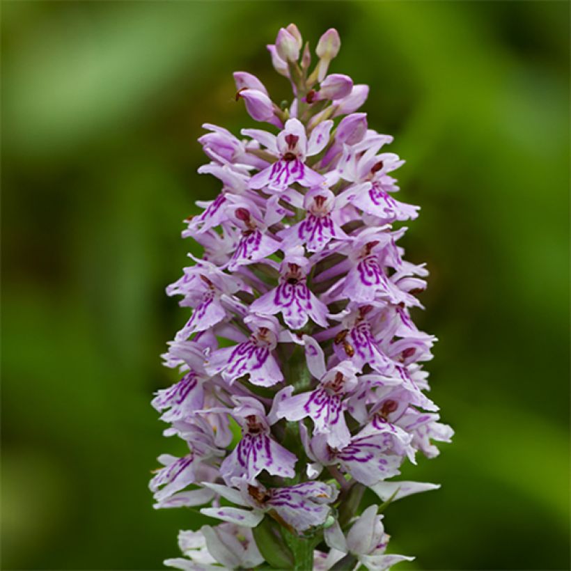 Dactylorhiza fuchsii - Common Spotted Orchi (Flowering)
