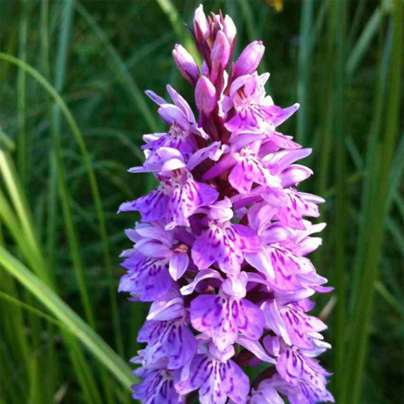 Dactylorhiza maculata - Spotted Orchi (Flowering)