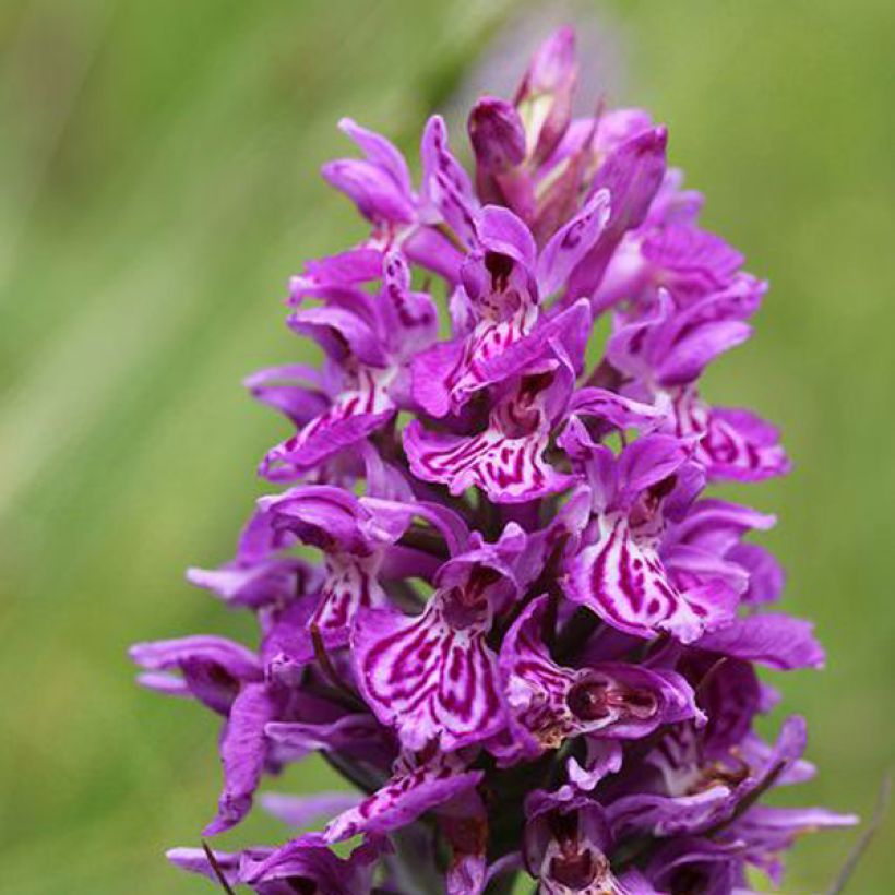Dactylorhiza majalis - Marsh Orchid (Flowering)