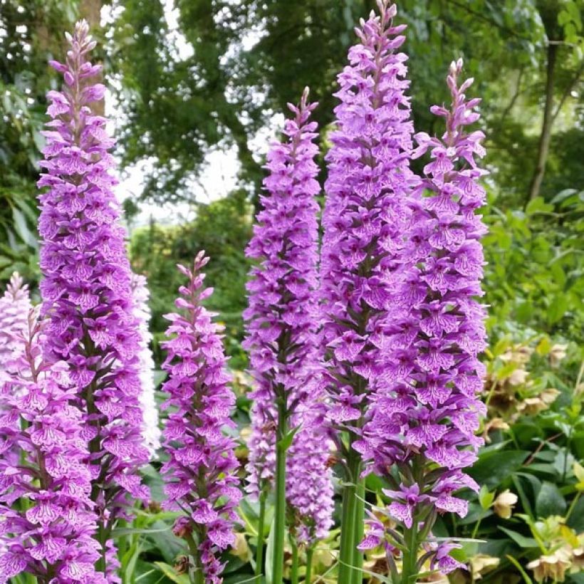 Dactylorhiza praetermissa - Marsh Orchid (Flowering)