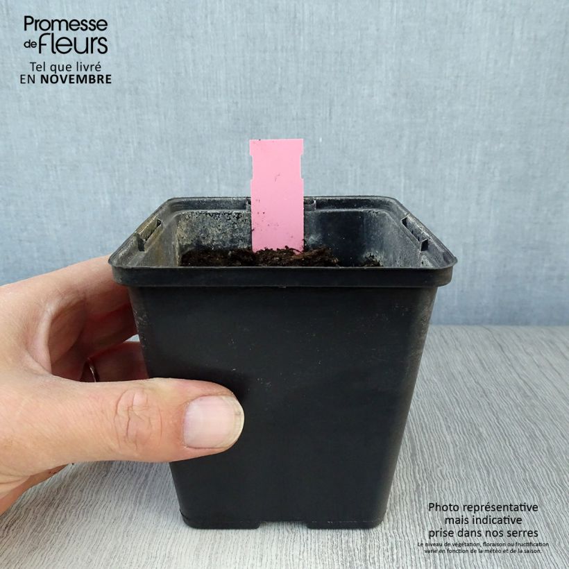 Dactylorhiza purpurella - Marsh Orchid 8/9 cm pot sample as delivered in autumn