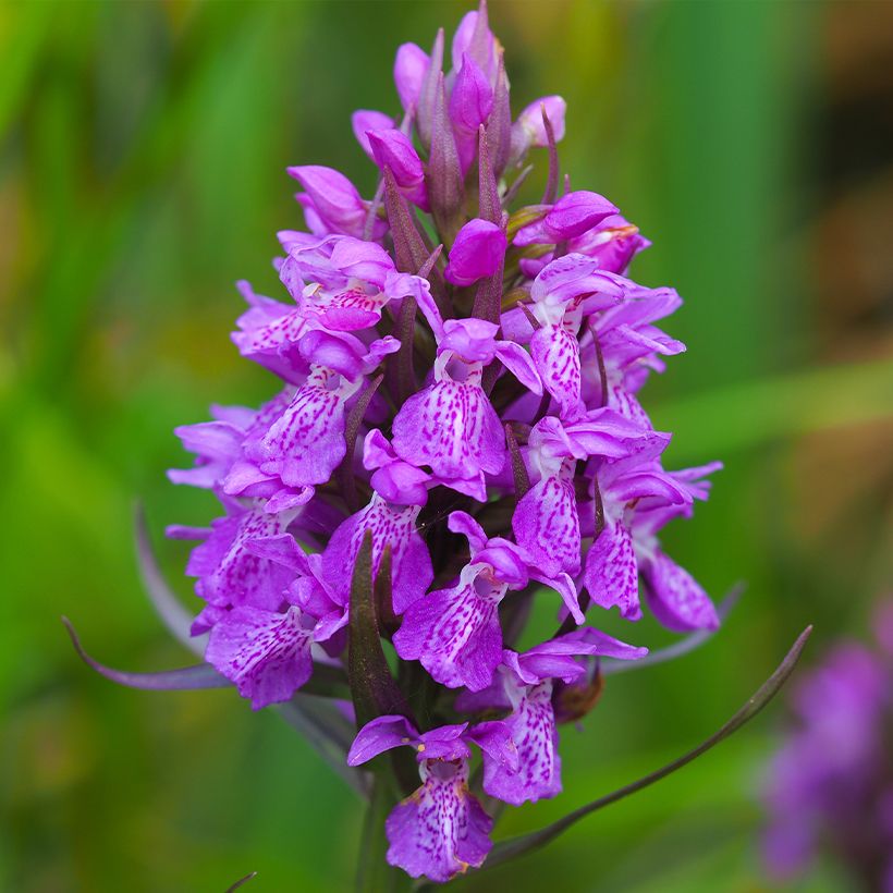 Dactylorhiza purpurella - Marsh Orchid (Flowering)