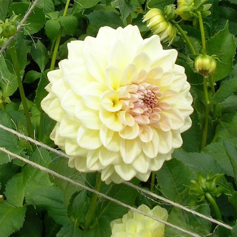 Dahlia Alloway Cottage (Flowering)