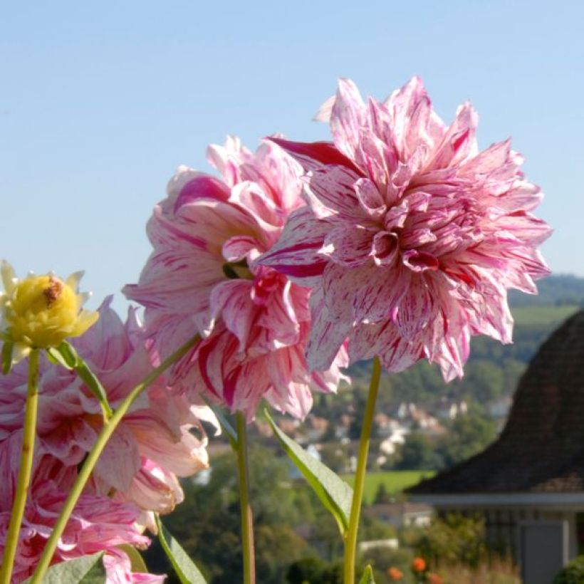 Dahlia Anatol (Flowering)