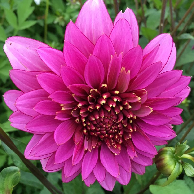 Dahlia Mambo (Flowering)