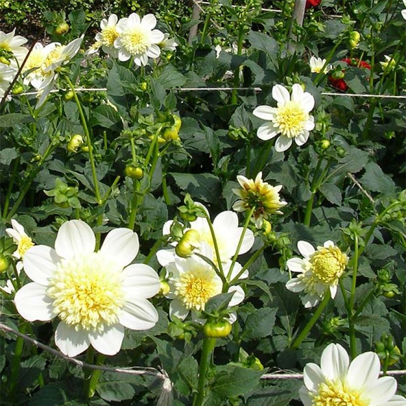 Dahlia Platinum Blonde (Flowering)