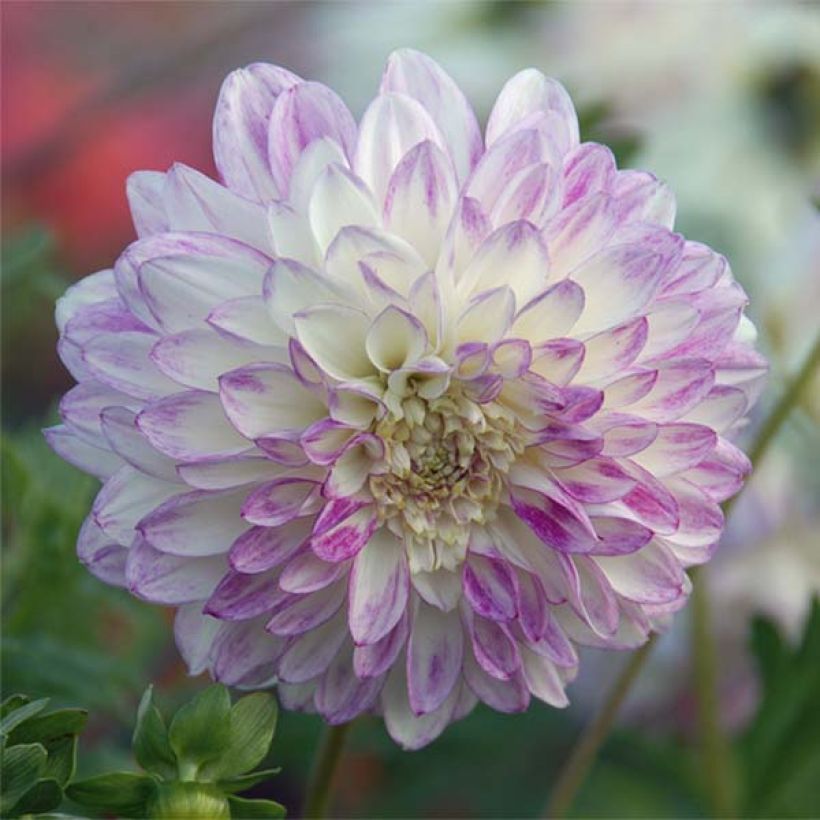 Dahlia Que Sera (Flowering)